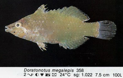 Doratonotus megalepis